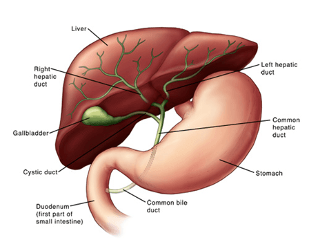 Department of Hepatobiliary